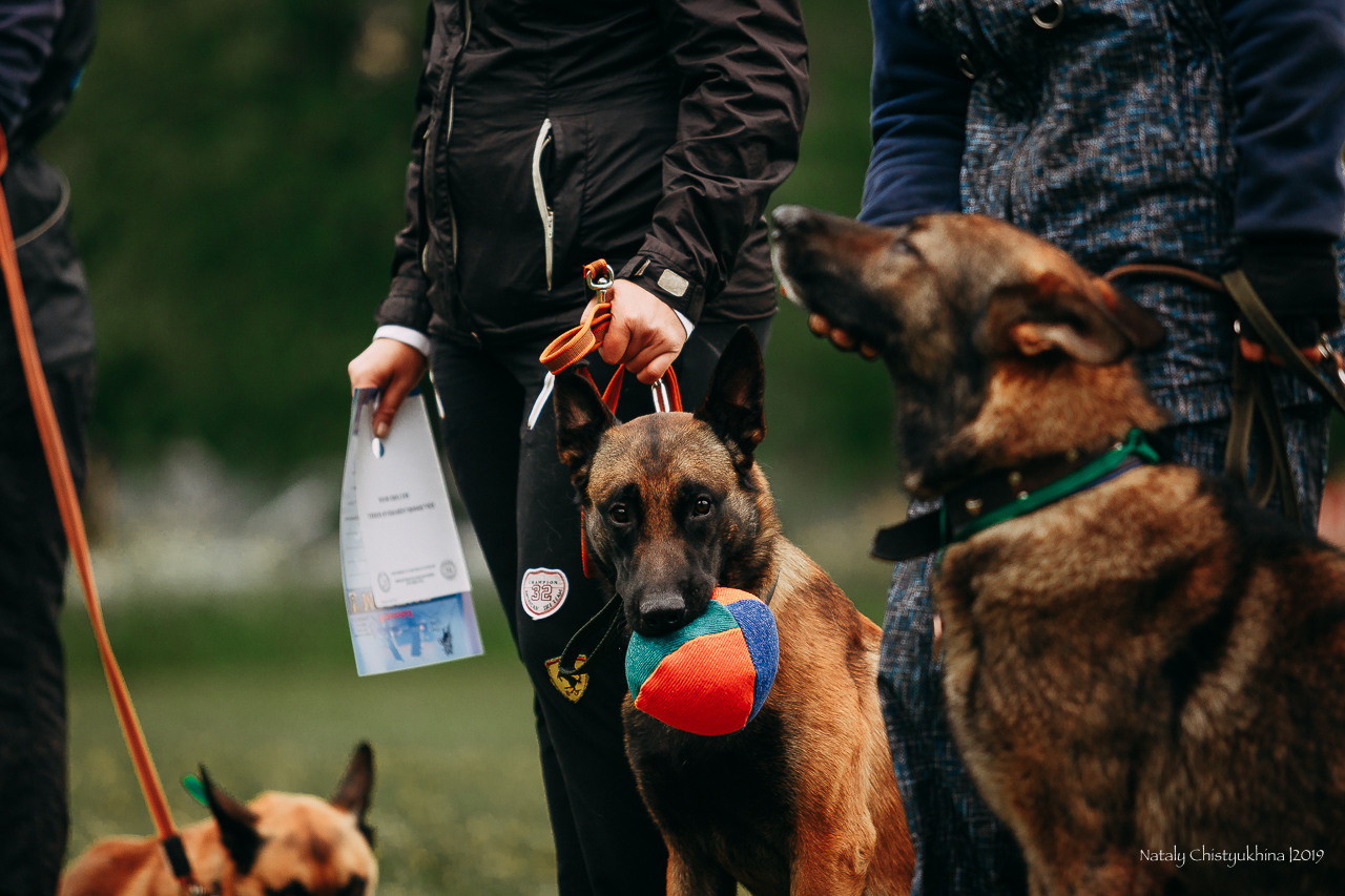 Соревнования БРР. Фотограф-анималист Наталия Чистюхина в г. Сосновый Бор и ЛО