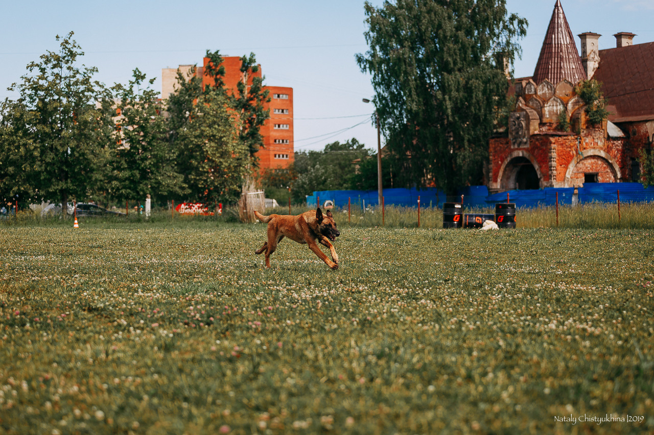 Соревнования по мондьорингу. Фотограф-анималист Наталия Чистюхина в г. Сосновый Бор и ЛО