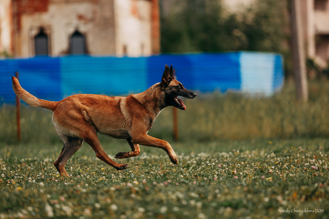Соревнования по мондьорингу. Фотограф-анималист Наталия Чистюхина в г. Сосновый Бор и ЛО