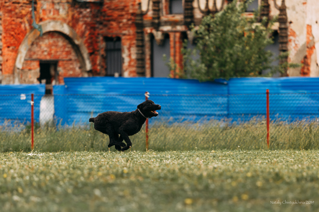 Соревнования БРР. Фотограф-анималист Наталия Чистюхина в г. Сосновый Бор и ЛО