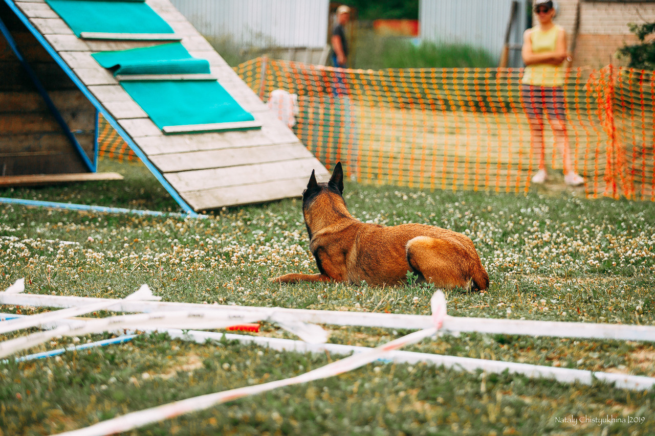 Соревнования по мондьорингу. Фотограф-анималист Наталия Чистюхина в г. Сосновый Бор и ЛО