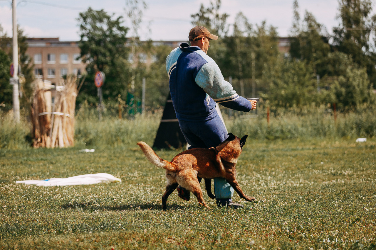 Соревнования по мондьорингу. Фотограф-анималист Наталия Чистюхина в г. Сосновый Бор и ЛО