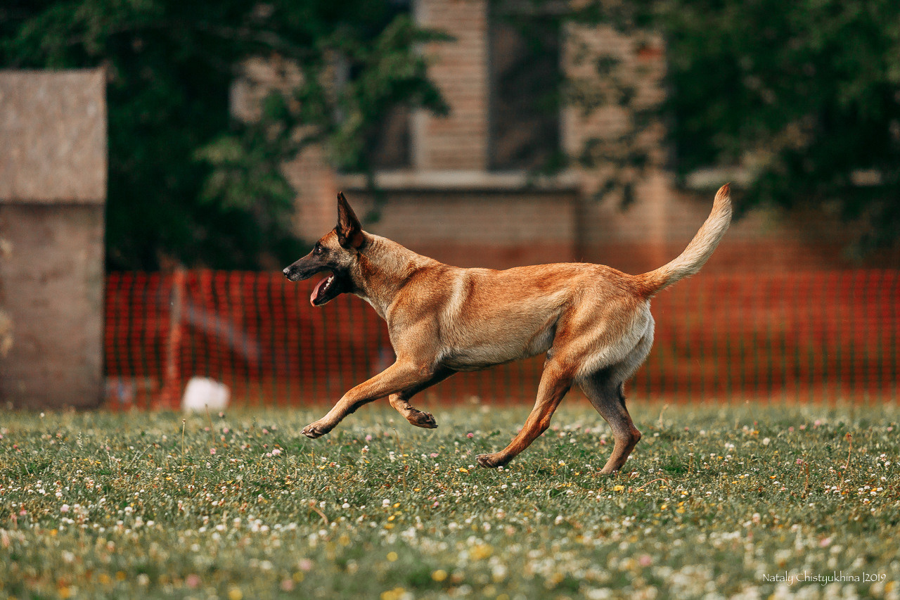 Соревнования по мондьорингу. Фотограф-анималист Наталия Чистюхина в г. Сосновый Бор и ЛО