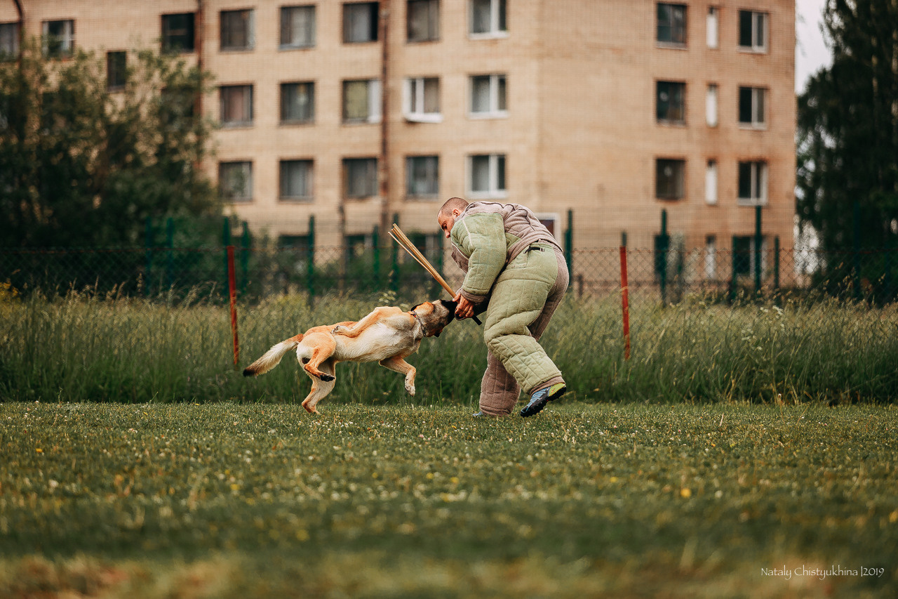 Соревнования БРР. Фотограф-анималист Наталия Чистюхина в г. Сосновый Бор и ЛО