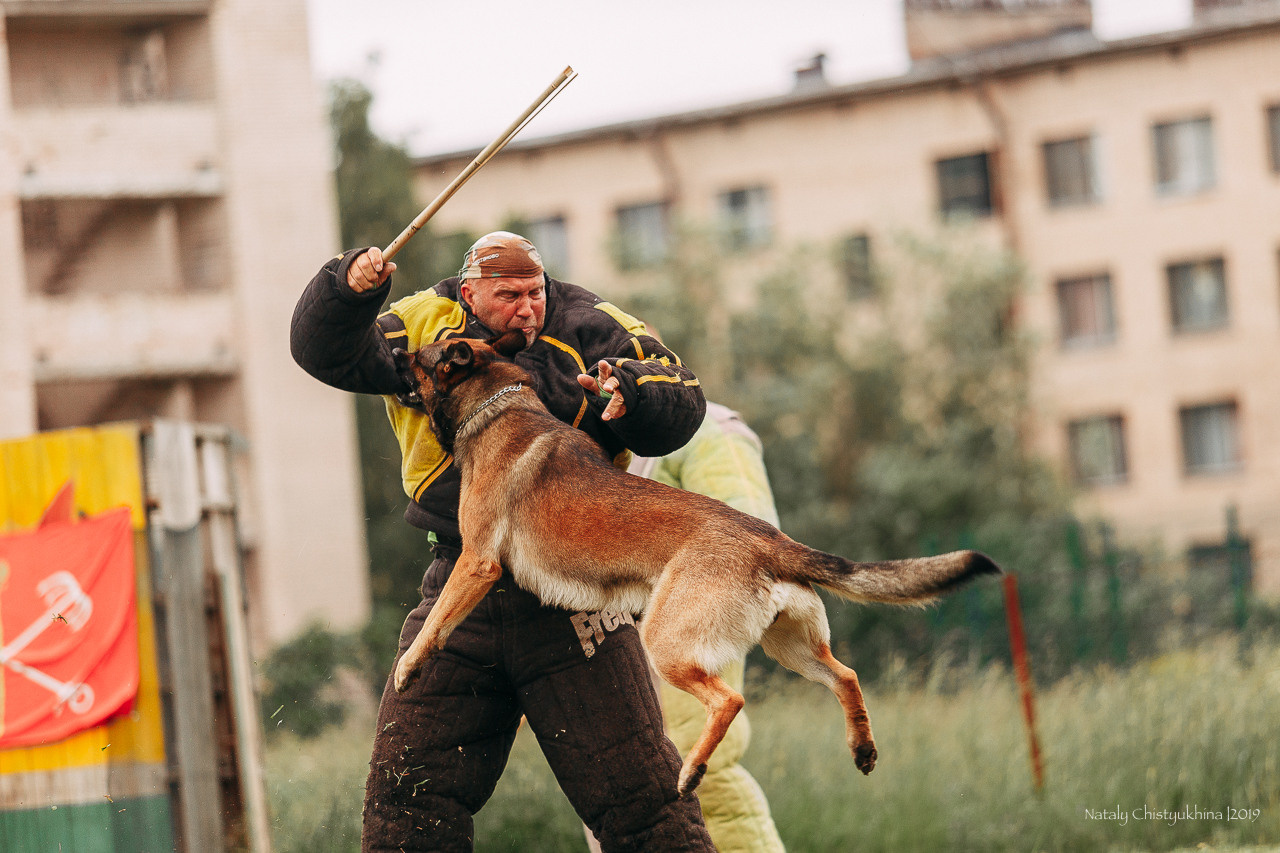 Соревнования БРР. Фотограф-анималист Наталия Чистюхина в г. Сосновый Бор и ЛО