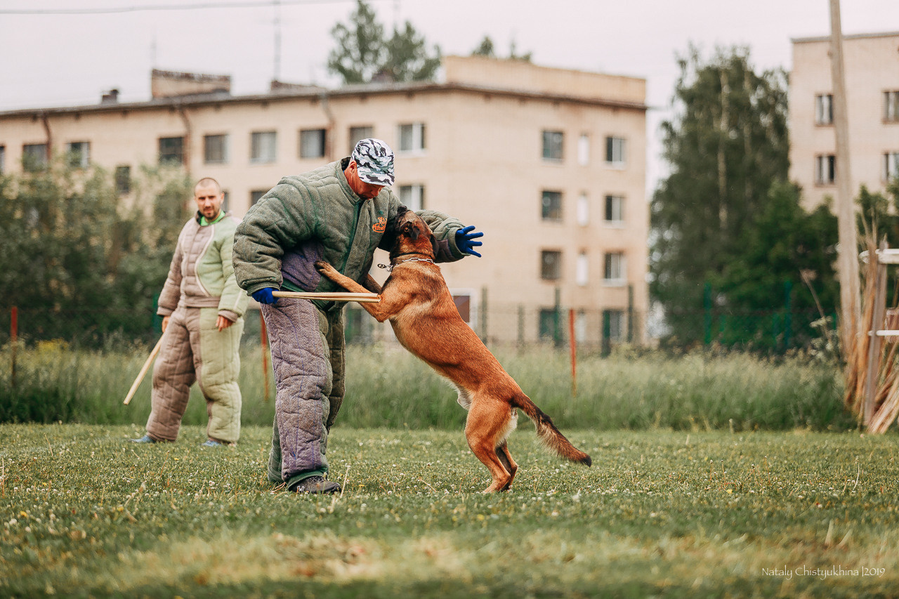 Соревнования БРР. Фотограф-анималист Наталия Чистюхина в г. Сосновый Бор и ЛО