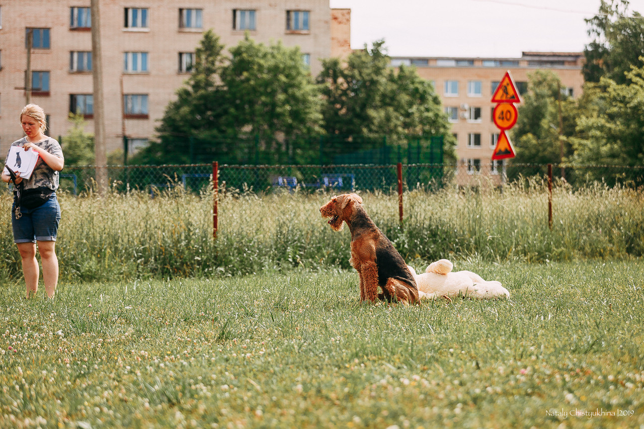 Соревнования по мондьорингу. Фотограф-анималист Наталия Чистюхина в г. Сосновый Бор и ЛО