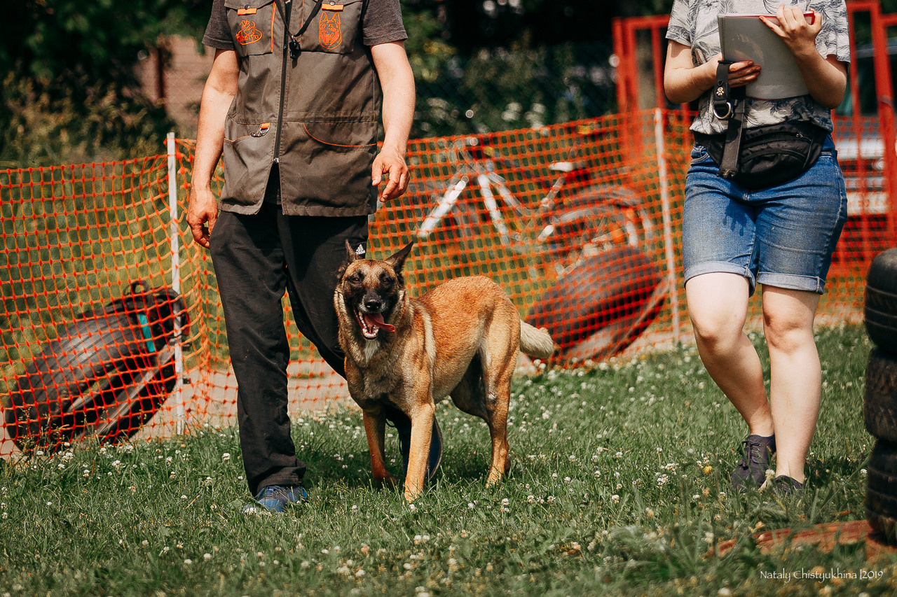 Соревнования по мондьорингу. Фотограф-анималист Наталия Чистюхина в г. Сосновый Бор и ЛО