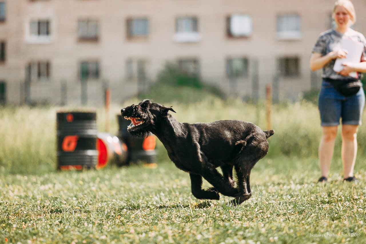 Соревнования по мондьорингу. Фотограф-анималист Наталия Чистюхина в г. Сосновый Бор и ЛО