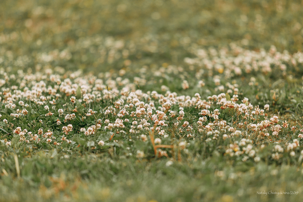 Соревнования БРР. Фотограф-анималист Наталия Чистюхина в г. Сосновый Бор и ЛО