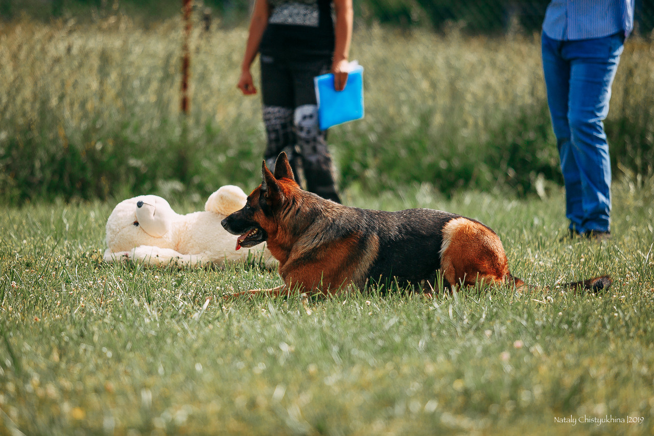 Соревнования по мондьорингу. Фотограф-анималист Наталия Чистюхина в г. Сосновый Бор и ЛО