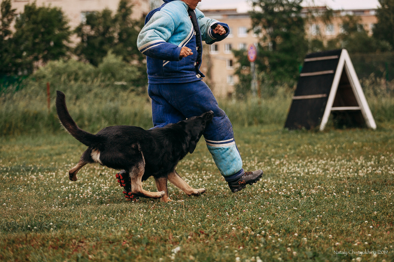 Соревнования по мондьорингу. Фотограф-анималист Наталия Чистюхина в г. Сосновый Бор и ЛО