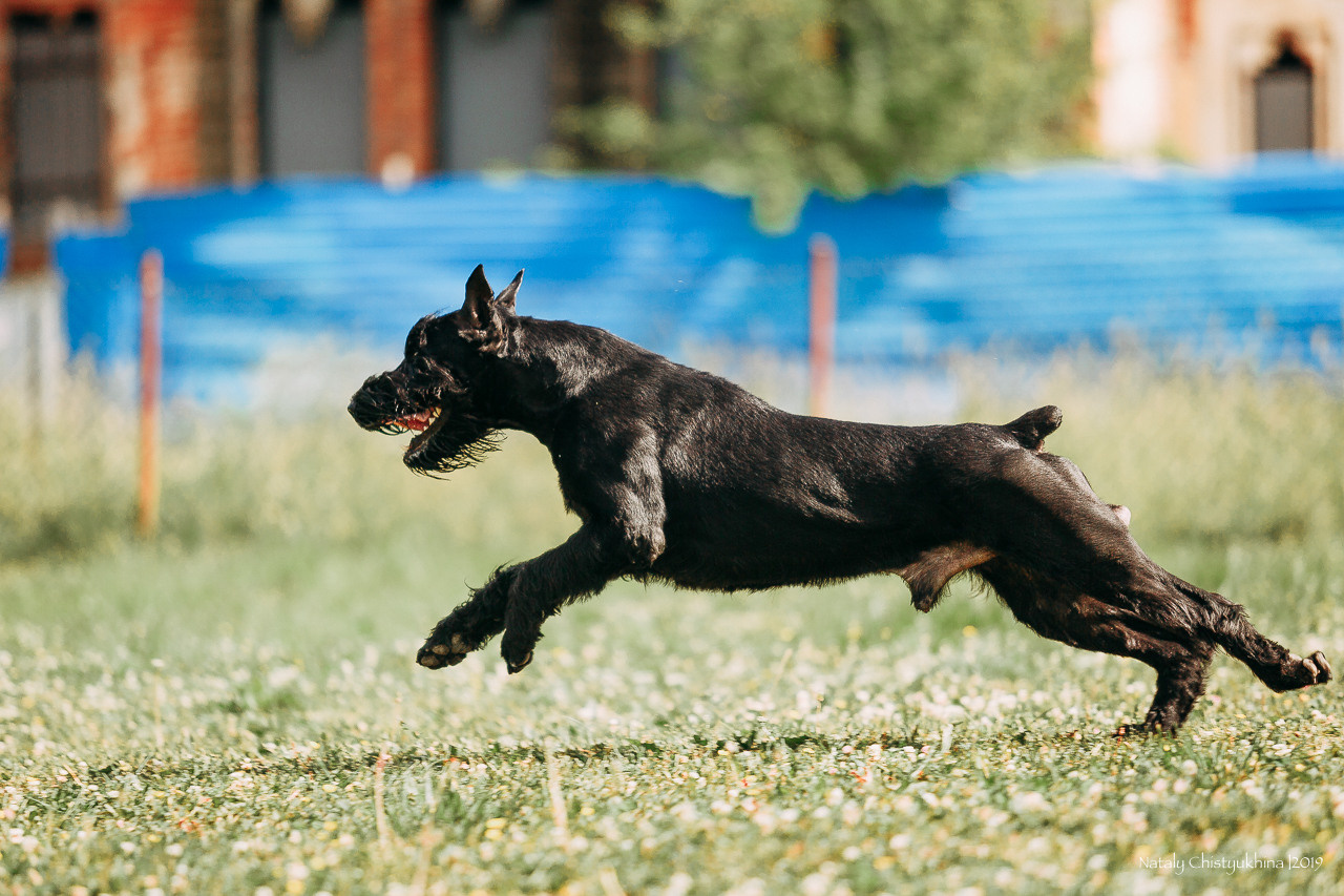 Соревнования по мондьорингу. Фотограф-анималист Наталия Чистюхина в г. Сосновый Бор и ЛО