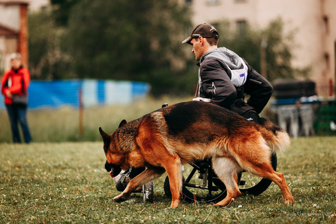 Соревнования БРР. Фотограф-анималист Наталия Чистюхина в г. Сосновый Бор и ЛО