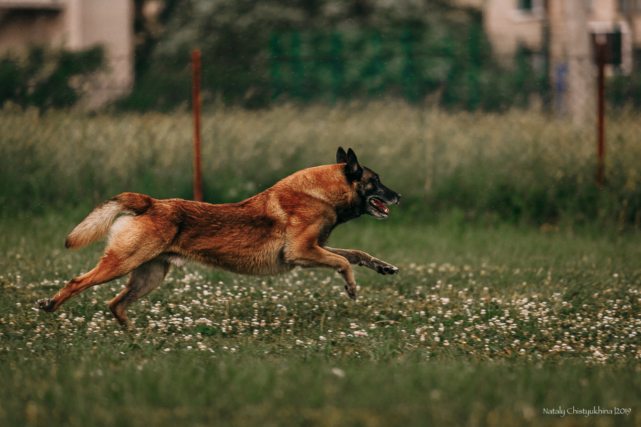 Соревнования по мондьорингу. Фотограф-анималист Наталия Чистюхина в г. Сосновый Бор и ЛО