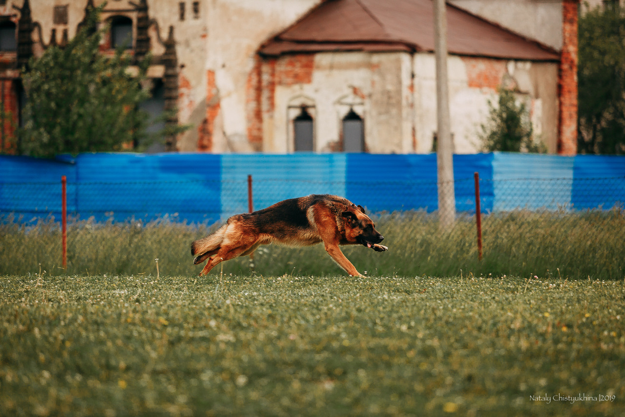 Соревнования БРР. Фотограф-анималист Наталия Чистюхина в г. Сосновый Бор и ЛО