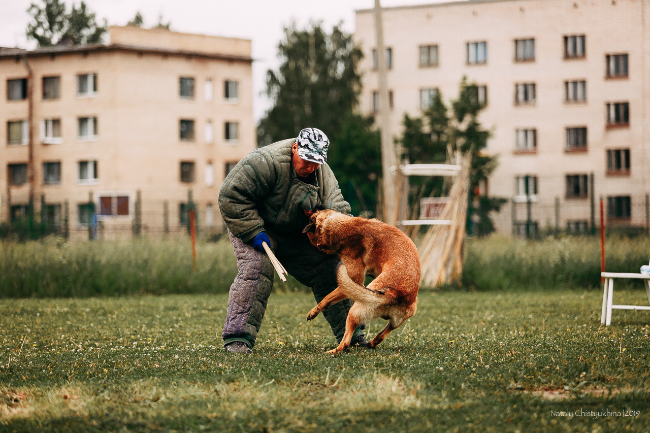 Соревнования БРР. Фотограф-анималист Наталия Чистюхина в г. Сосновый Бор и ЛО