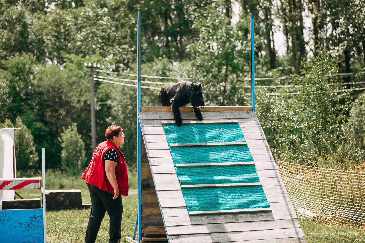 Соревнования по мондьорингу. Фотограф-анималист Наталия Чистюхина в г. Сосновый Бор и ЛО