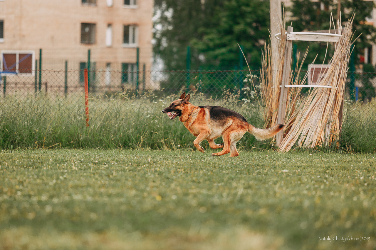 Соревнования БРР. Фотограф-анималист Наталия Чистюхина в г. Сосновый Бор и ЛО
