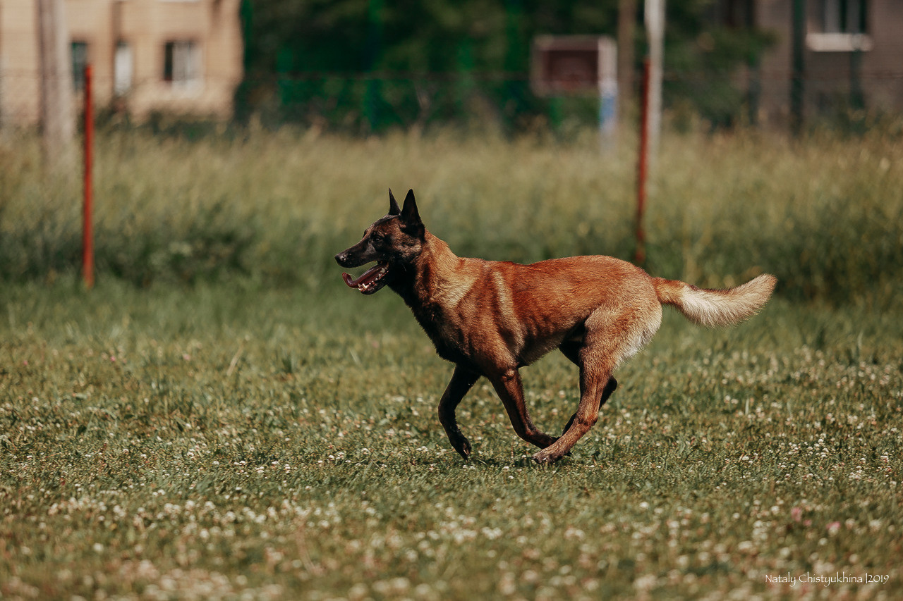 Соревнования по мондьорингу. Фотограф-анималист Наталия Чистюхина в г. Сосновый Бор и ЛО