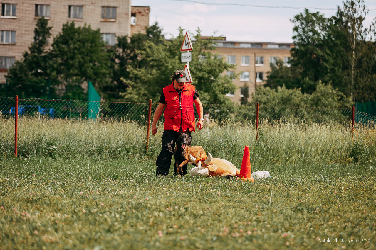 Соревнования по мондьорингу. Фотограф-анималист Наталия Чистюхина в г. Сосновый Бор и ЛО