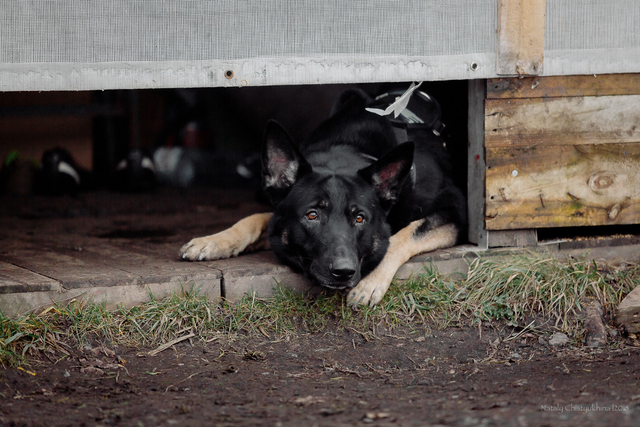 Семинары по мондио. Фотограф-анималист Наталия Чистюхина в г. Сосновый Бор и ЛО