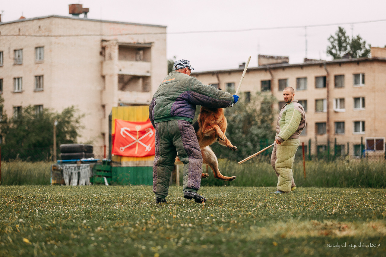 Соревнования БРР. Фотограф-анималист Наталия Чистюхина в г. Сосновый Бор и ЛО