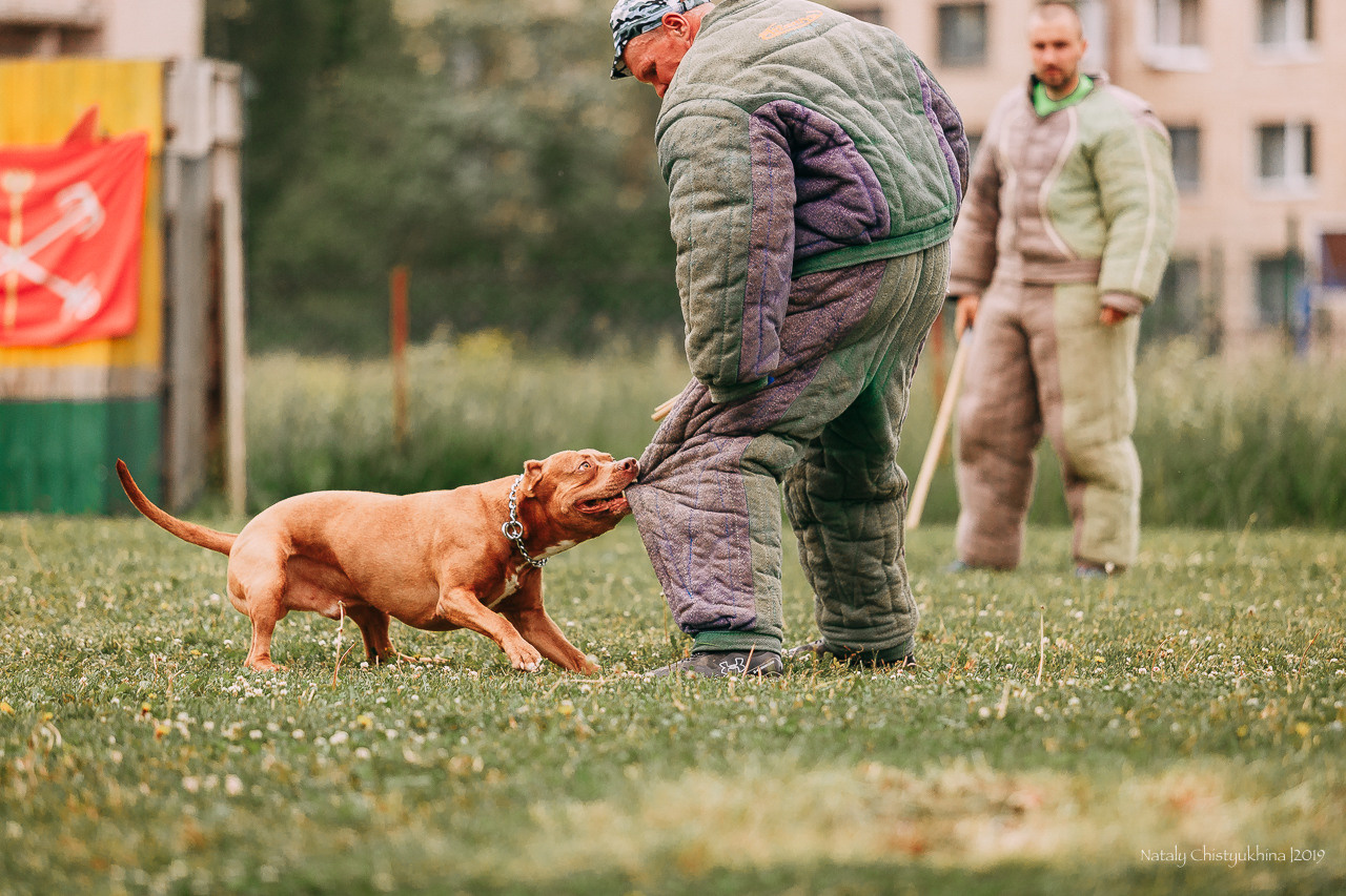 Соревнования БРР. Фотограф-анималист Наталия Чистюхина в г. Сосновый Бор и ЛО