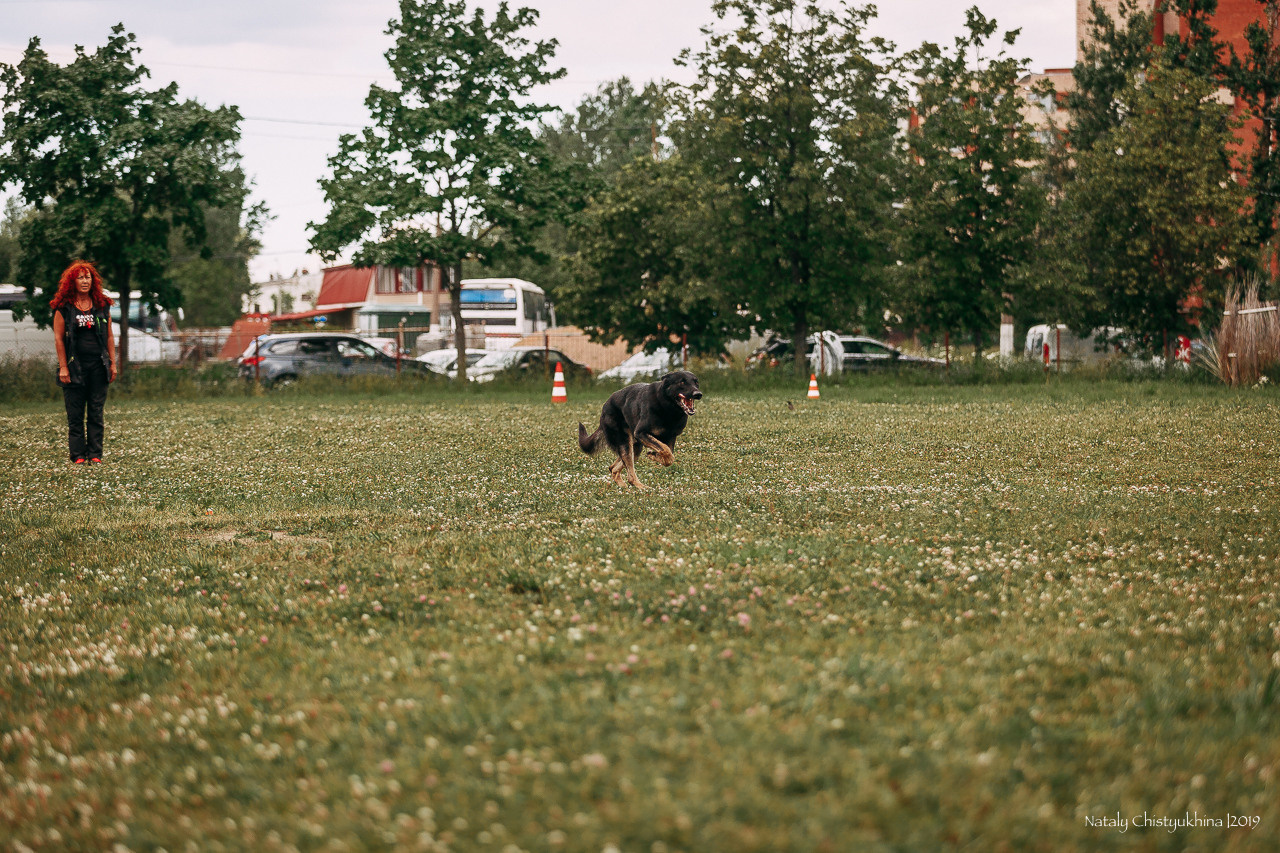 Соревнования по мондьорингу. Фотограф-анималист Наталия Чистюхина в г. Сосновый Бор и ЛО