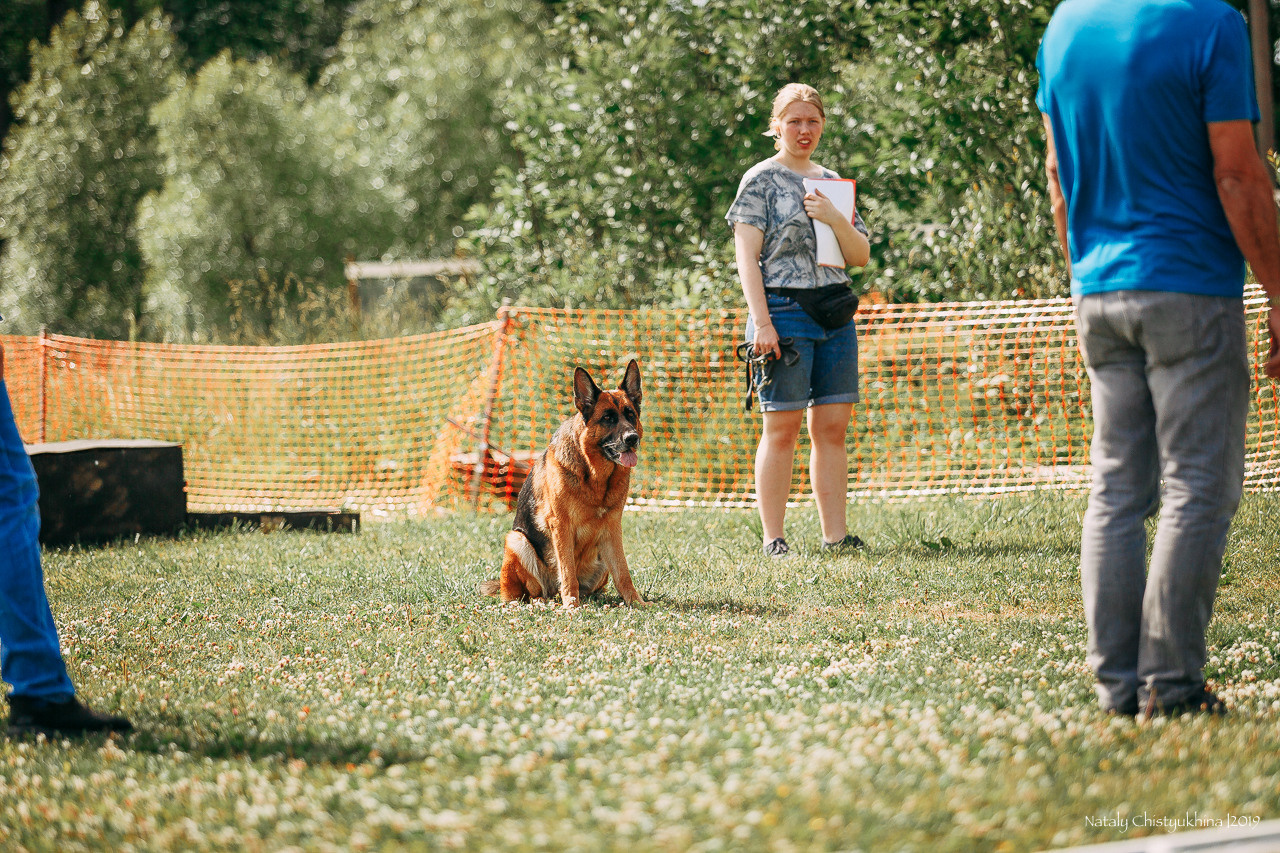 Соревнования по мондьорингу. Фотограф-анималист Наталия Чистюхина в г. Сосновый Бор и ЛО