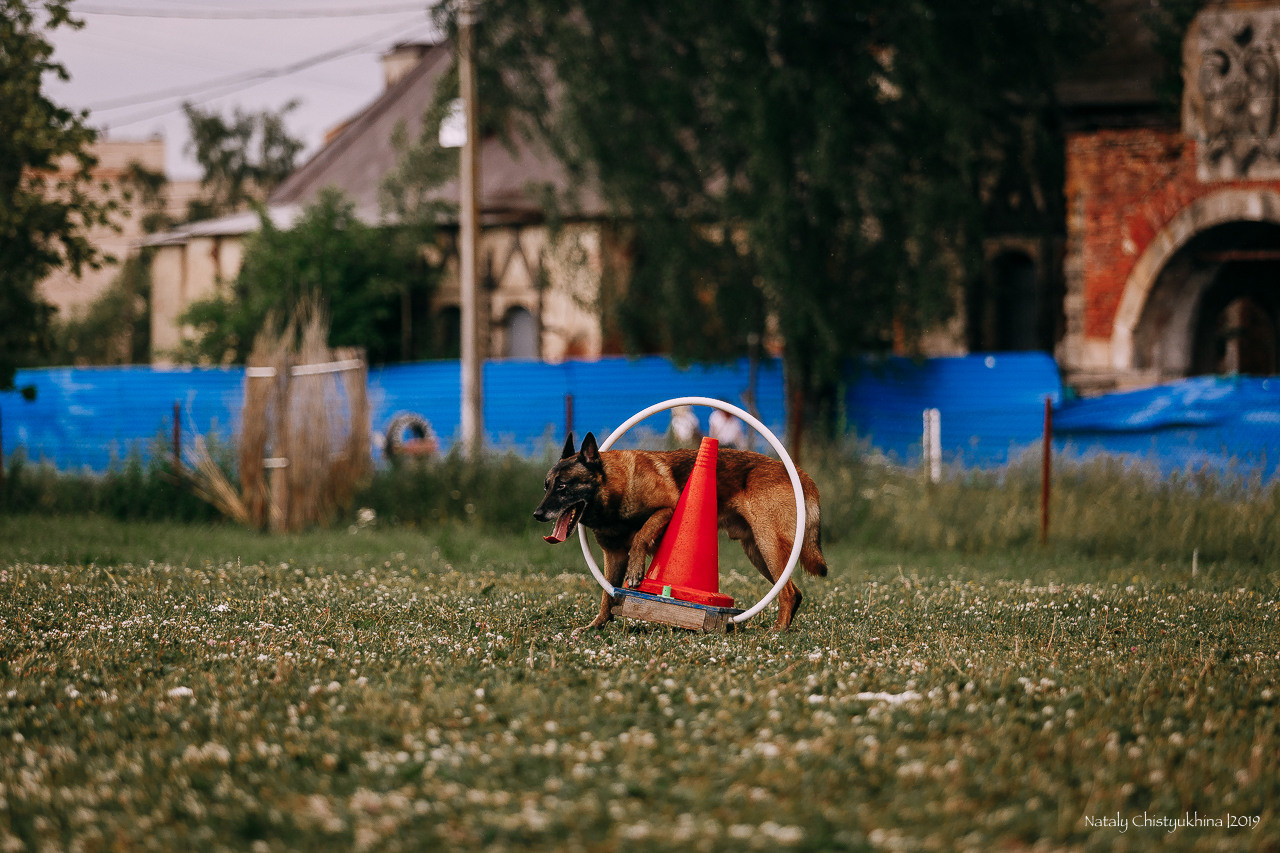 Соревнования по мондьорингу. Фотограф-анималист Наталия Чистюхина в г. Сосновый Бор и ЛО
