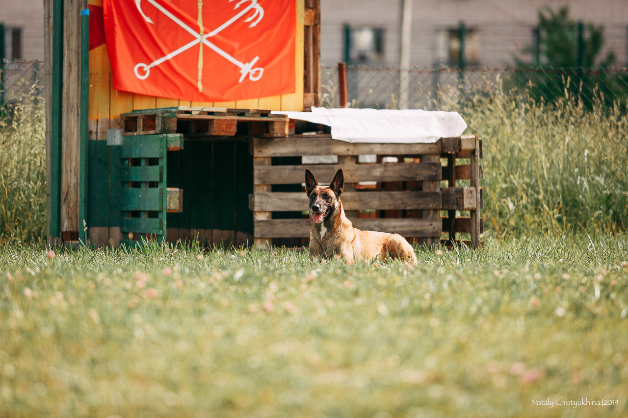 Соревнования по мондьорингу. Фотограф-анималист Наталия Чистюхина в г. Сосновый Бор и ЛО