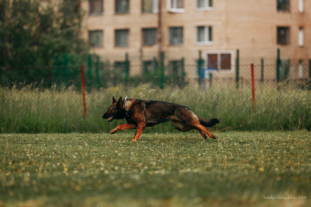 Соревнования БРР. Фотограф-анималист Наталия Чистюхина в г. Сосновый Бор и ЛО