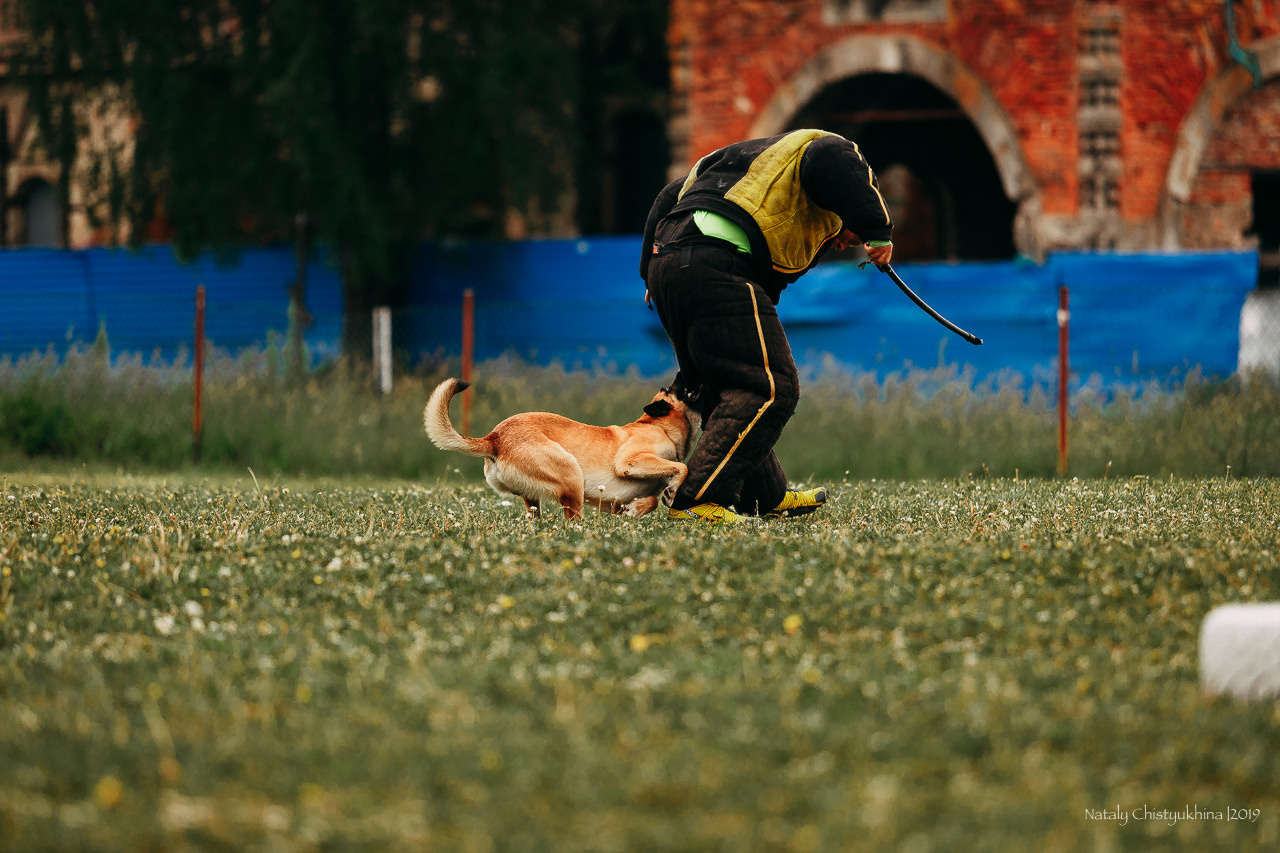 Соревнования БРР. Фотограф-анималист Наталия Чистюхина в г. Сосновый Бор и ЛО