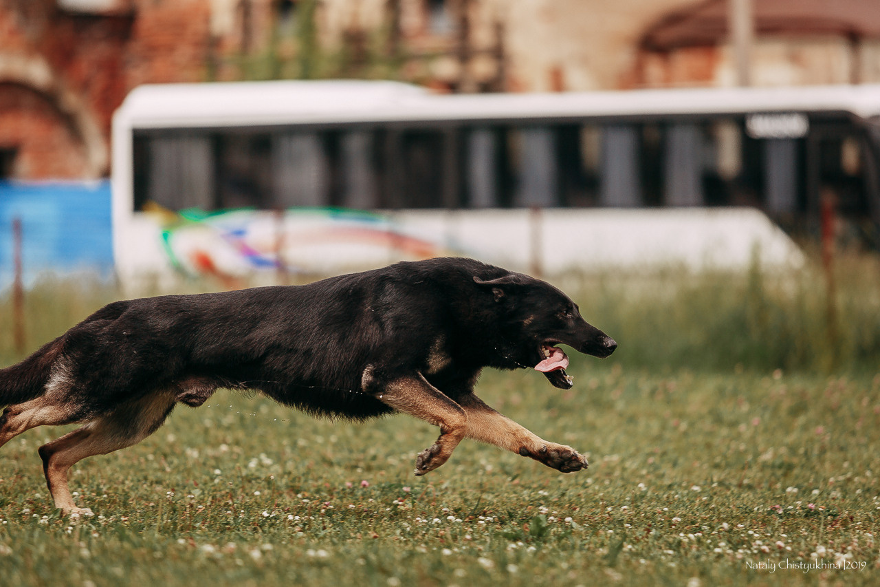 Соревнования по мондьорингу. Фотограф-анималист Наталия Чистюхина в г. Сосновый Бор и ЛО
