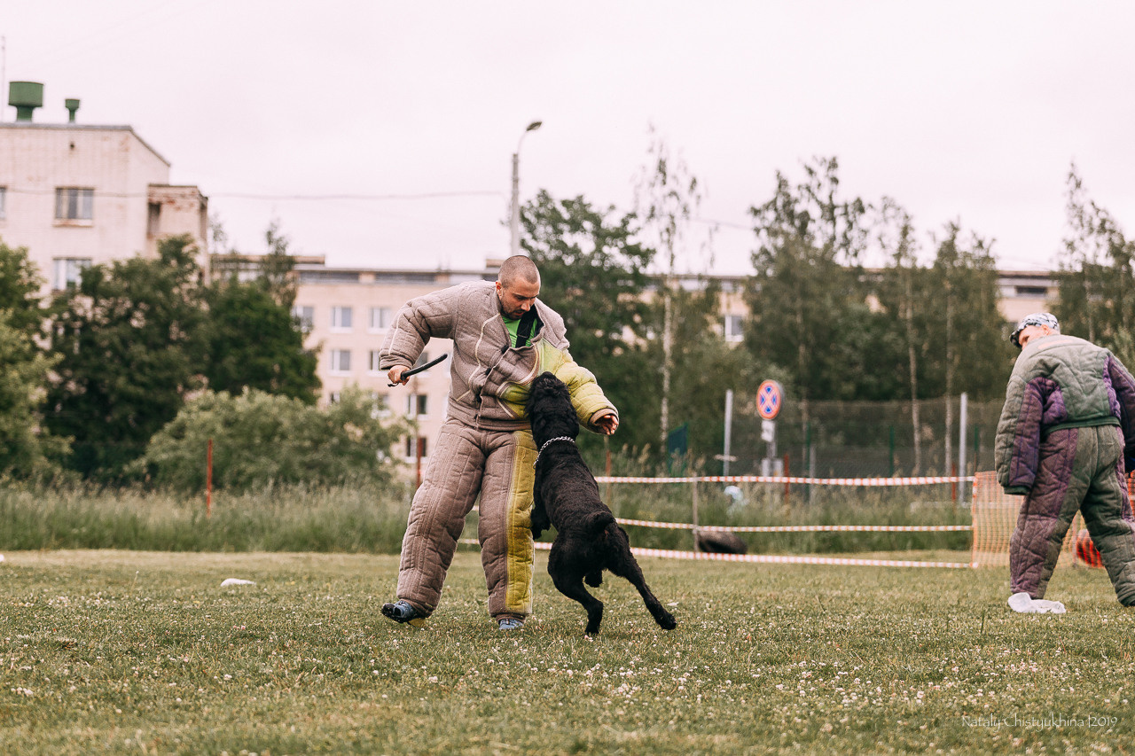 Соревнования БРР. Фотограф-анималист Наталия Чистюхина в г. Сосновый Бор и ЛО