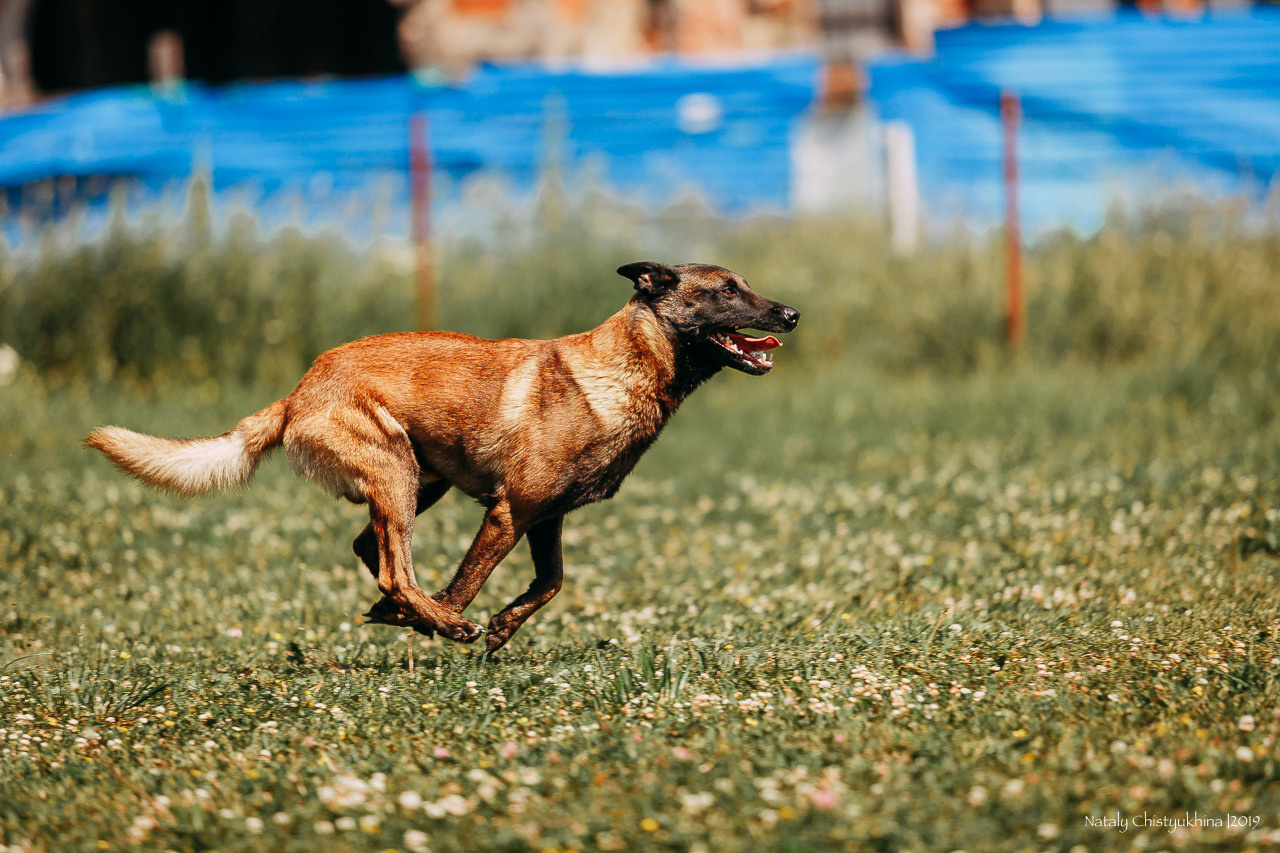 Соревнования по мондьорингу. Фотограф-анималист Наталия Чистюхина в г. Сосновый Бор и ЛО