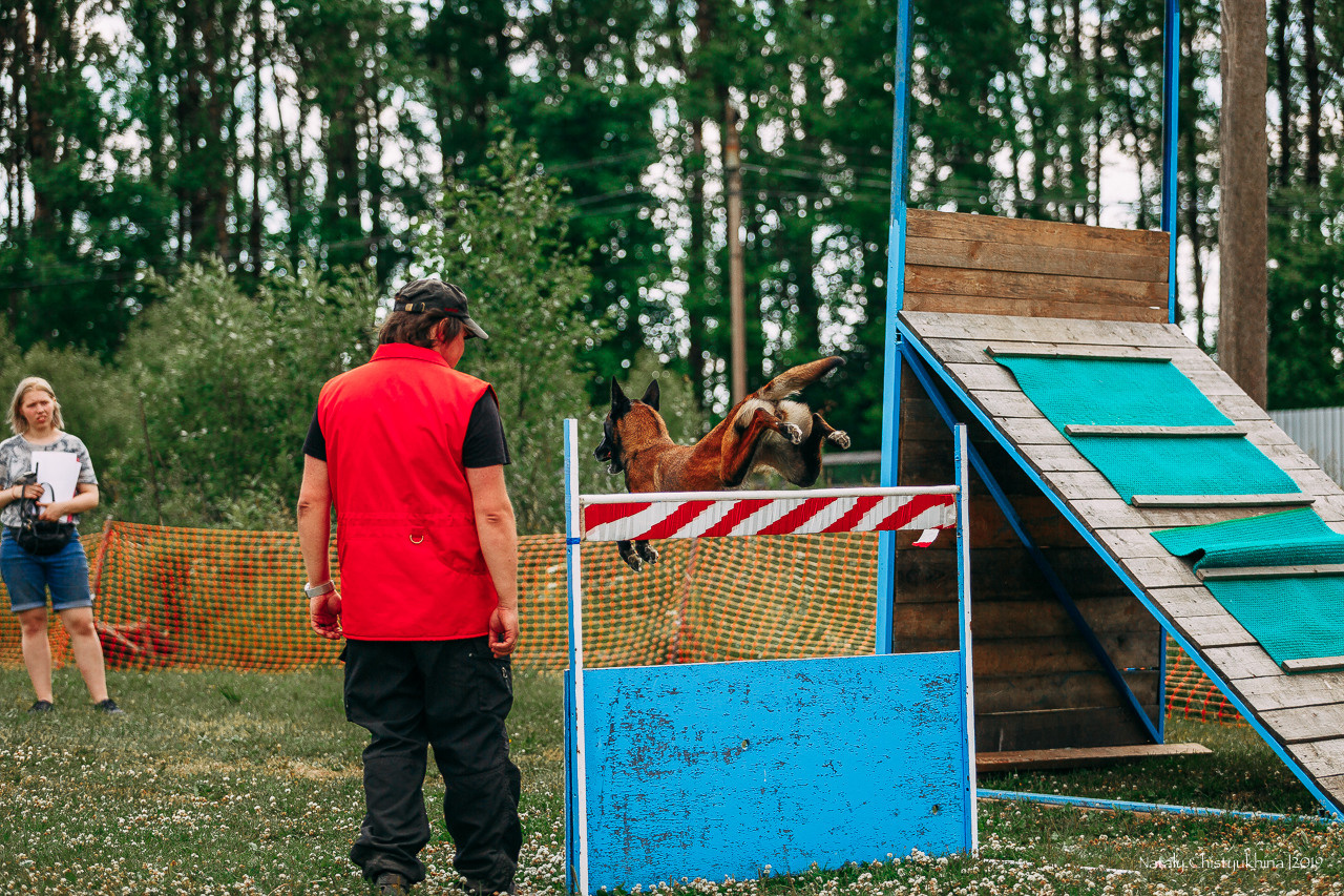 Соревнования по мондьорингу. Фотограф-анималист Наталия Чистюхина в г. Сосновый Бор и ЛО