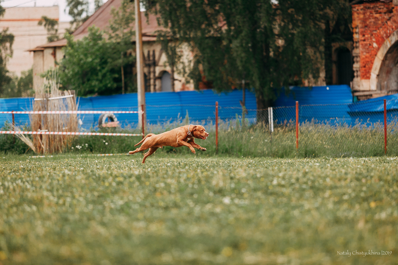 Соревнования БРР. Фотограф-анималист Наталия Чистюхина в г. Сосновый Бор и ЛО