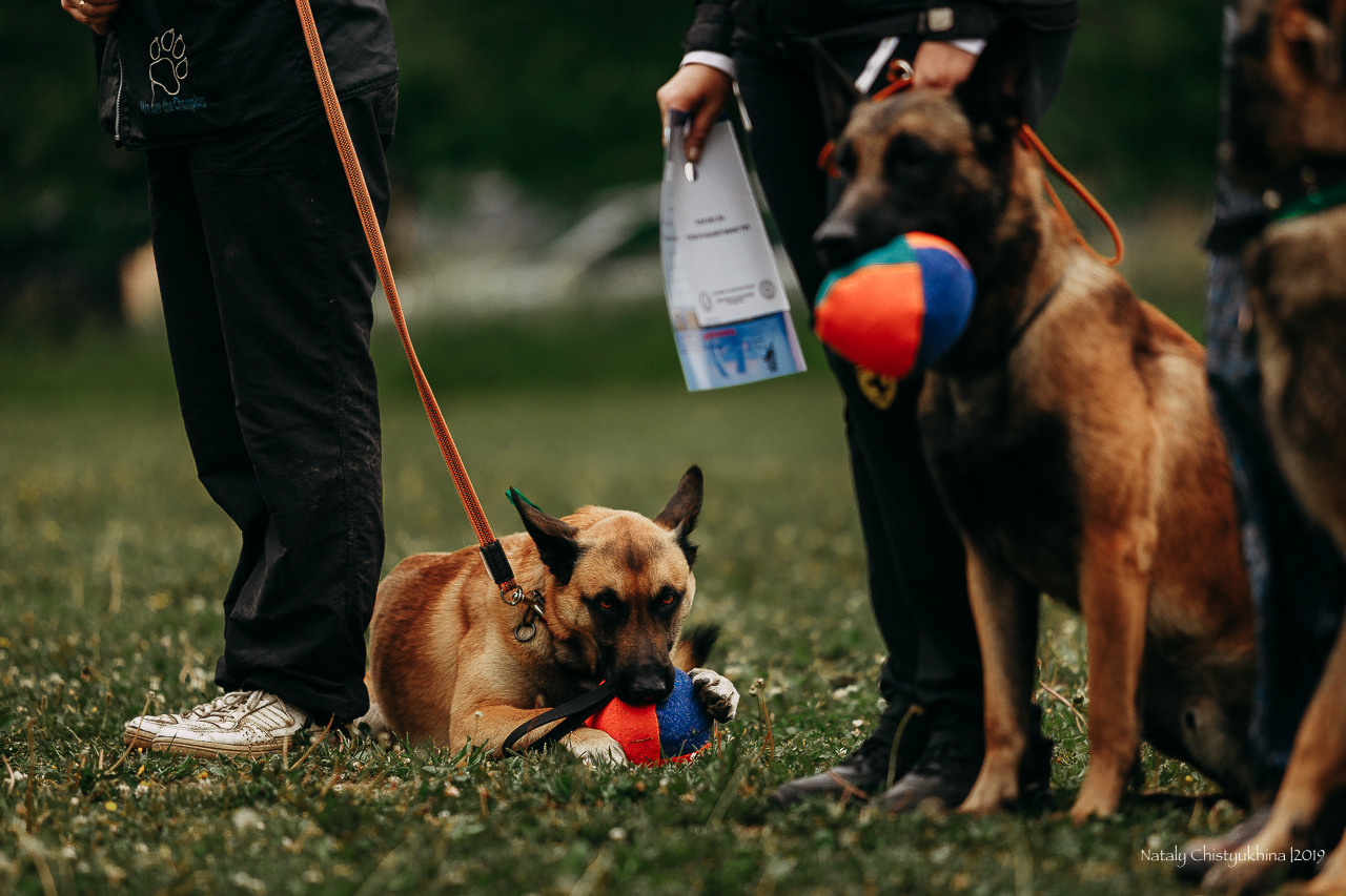 Соревнования БРР. Фотограф-анималист Наталия Чистюхина в г. Сосновый Бор и ЛО