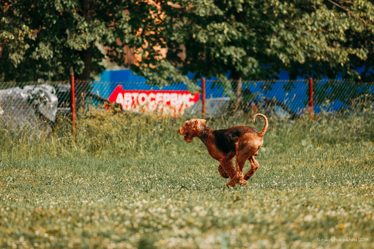 Соревнования по мондьорингу. Фотограф-анималист Наталия Чистюхина в г. Сосновый Бор и ЛО