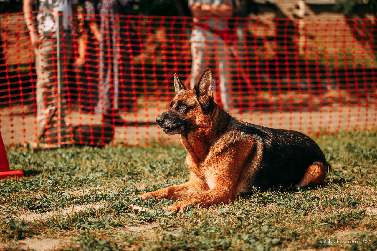 Соревнования по мондьорингу. Фотограф-анималист Наталия Чистюхина в г. Сосновый Бор и ЛО