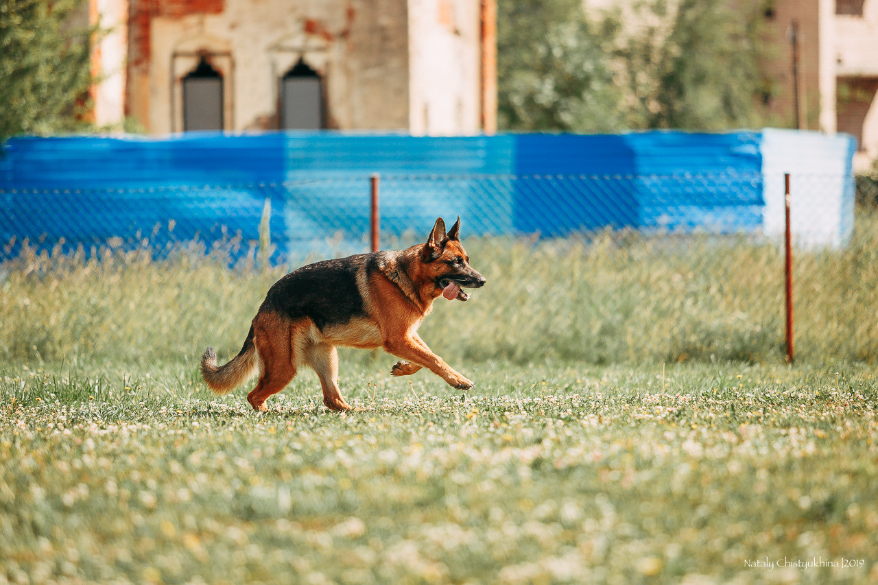 Соревнования по мондьорингу. Фотограф-анималист Наталия Чистюхина в г. Сосновый Бор и ЛО