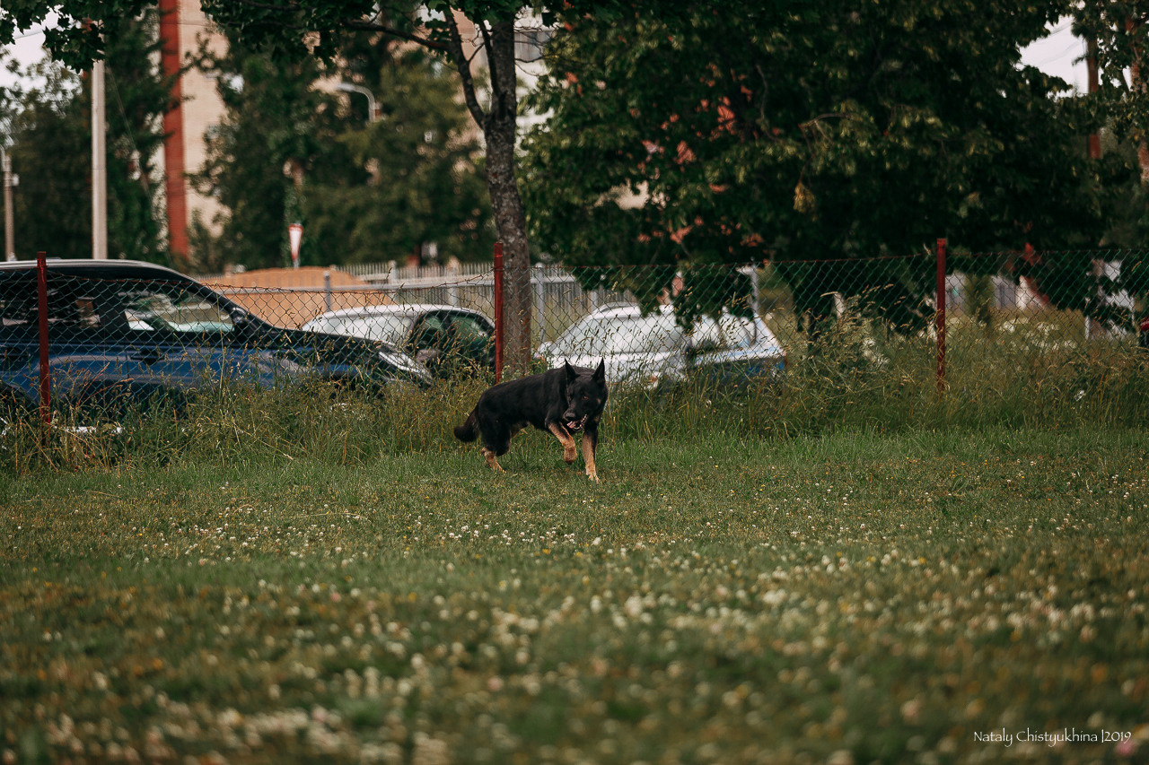 Соревнования по мондьорингу. Фотограф-анималист Наталия Чистюхина в г. Сосновый Бор и ЛО