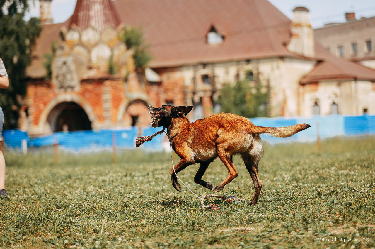 Соревнования по мондьорингу. Фотограф-анималист Наталия Чистюхина в г. Сосновый Бор и ЛО