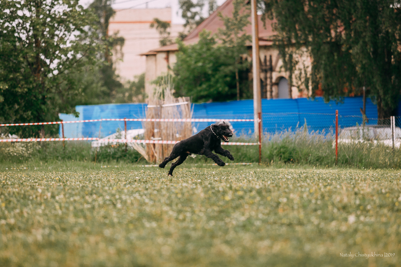 Соревнования БРР. Фотограф-анималист Наталия Чистюхина в г. Сосновый Бор и ЛО