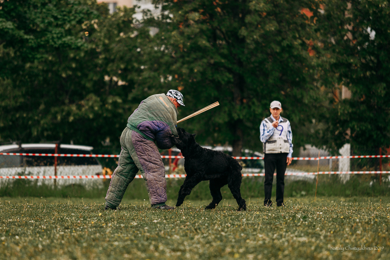 Соревнования БРР. Фотограф-анималист Наталия Чистюхина в г. Сосновый Бор и ЛО