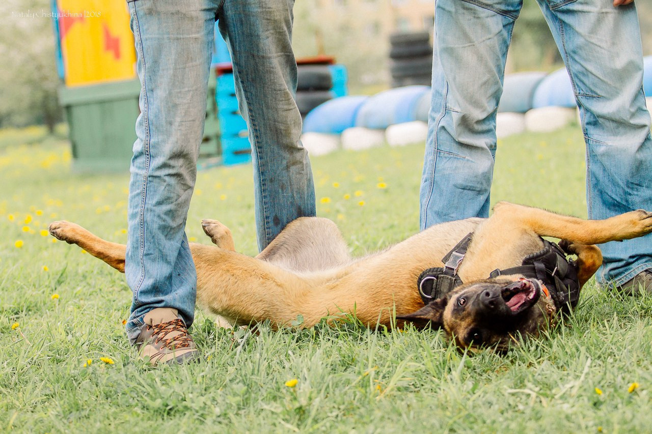 Семинары по мондио. Фотограф-анималист Наталия Чистюхина в г. Сосновый Бор и ЛО