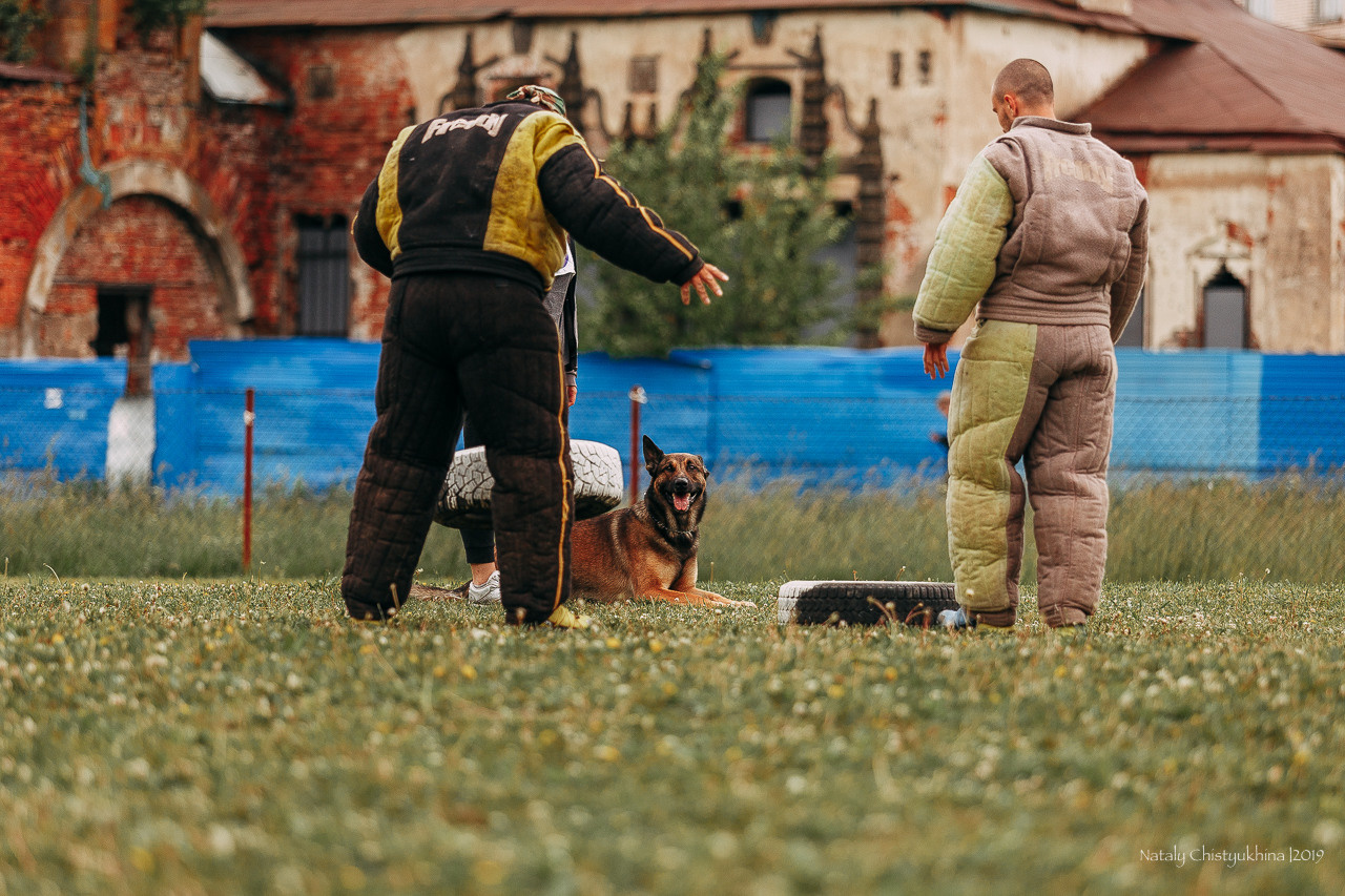 Соревнования БРР. Фотограф-анималист Наталия Чистюхина в г. Сосновый Бор и ЛО