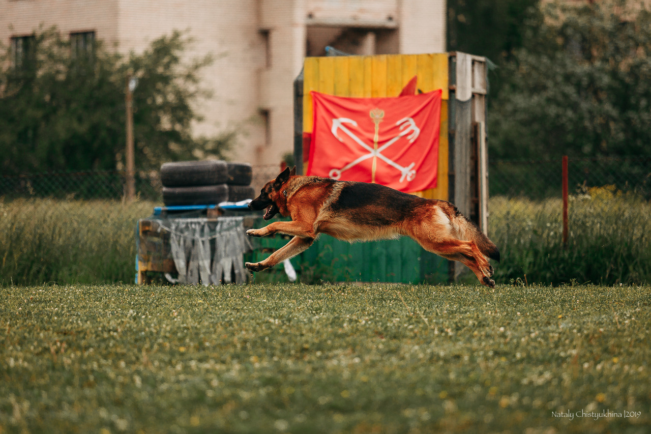 Соревнования БРР. Фотограф-анималист Наталия Чистюхина в г. Сосновый Бор и ЛО